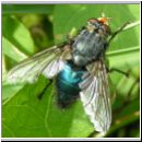 Cynomya mortuorum - Schmeissfliege 02.jpg